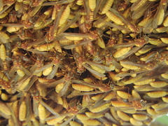 Apoica