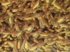 Apoica