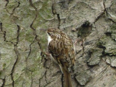 Certhia familiaris