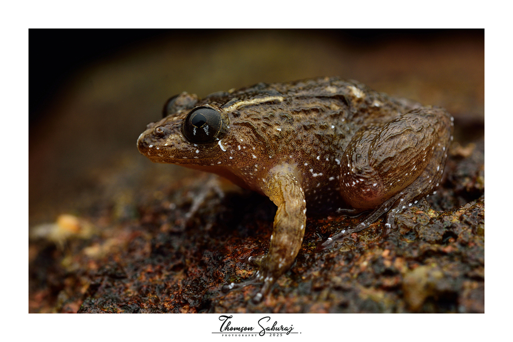 Kerala Night Frog