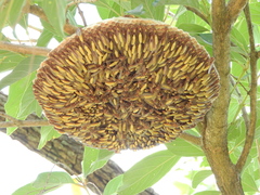 Apoica