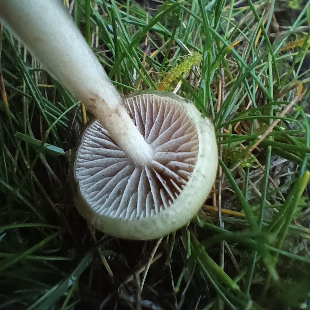 Protostropharia semiglobata · November 2025 · photo: © considerthelilies (iNaturalist, cc-by)