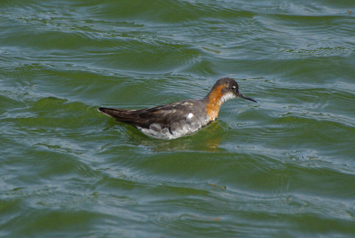 Falaropo picofino (Phalaropus lobatus)