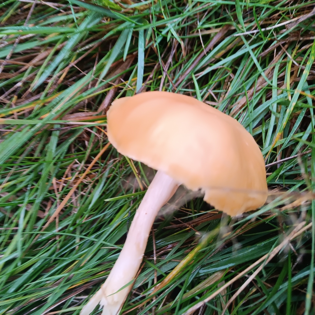 Cuphophyllus pratensis · November 2025 · photo: © considerthelilies (iNaturalist, cc-by)
