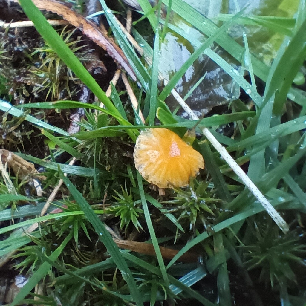 Rickenella fibula · November 2025 · photo: © considerthelilies (iNaturalist, cc-by)