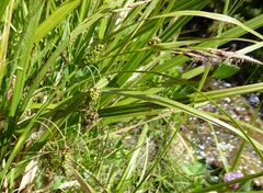 Carex coriacea