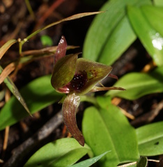 Chiloglottis jeanesii