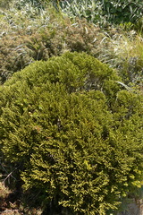 Veronica tetragona subsimilis