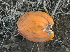 Tabernaemontana litoralis