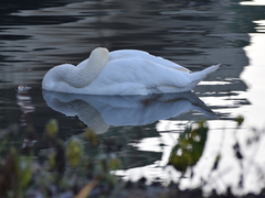 Cygnus olor