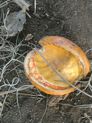 Tabernaemontana litoralis