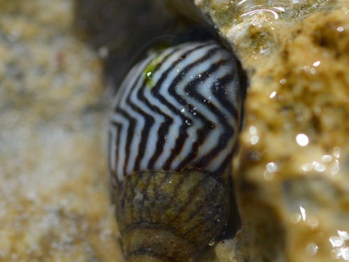 Zebra Periwinkle
