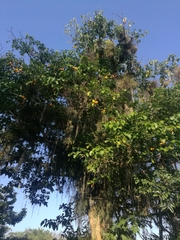 Tabernaemontana litoralis