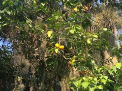 Tabernaemontana litoralis