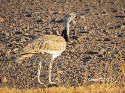 North African Houbara