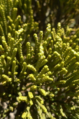 Veronica tetragona subsimilis