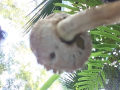 Boletellus ananas image
