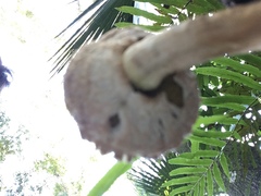 Boletellus ananas image