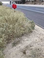Solanum elaeagnifolium