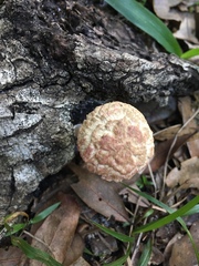 Boletellus ananas image