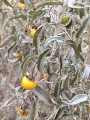Solanum elaeagnifolium