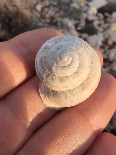 Eobania vermiculata
