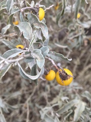 Solanum elaeagnifolium