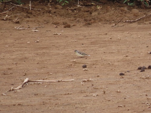 iNaturalist image