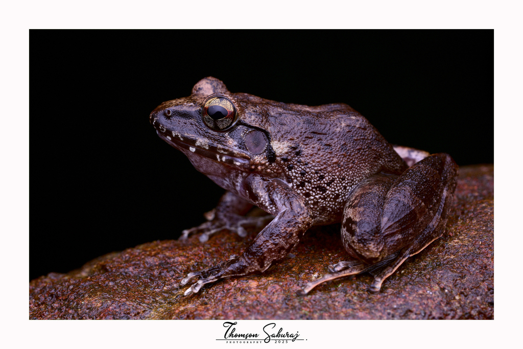 Sarojamma's Leaping Frog