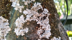 Physcia