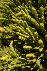 Veronica tetragona subsimilis