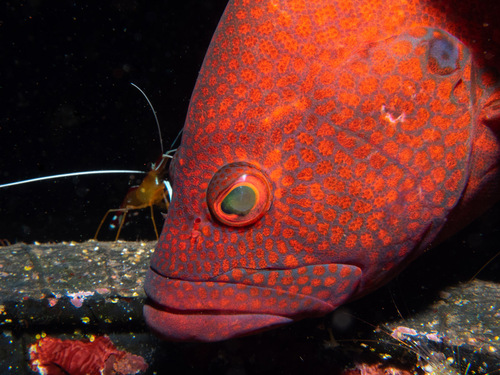 Coral cod (Cephalopholis sonnerati) — Serranidae — 4