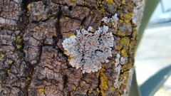 Physcia