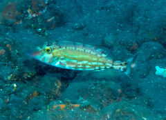 Red Snout Emperor photo 1