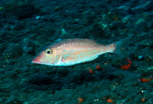 Emperor (Lethrinus reticulatus) — Lethrinidae — 5