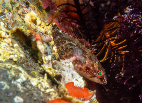 Plectranthias longimanus observed 2025-10-31