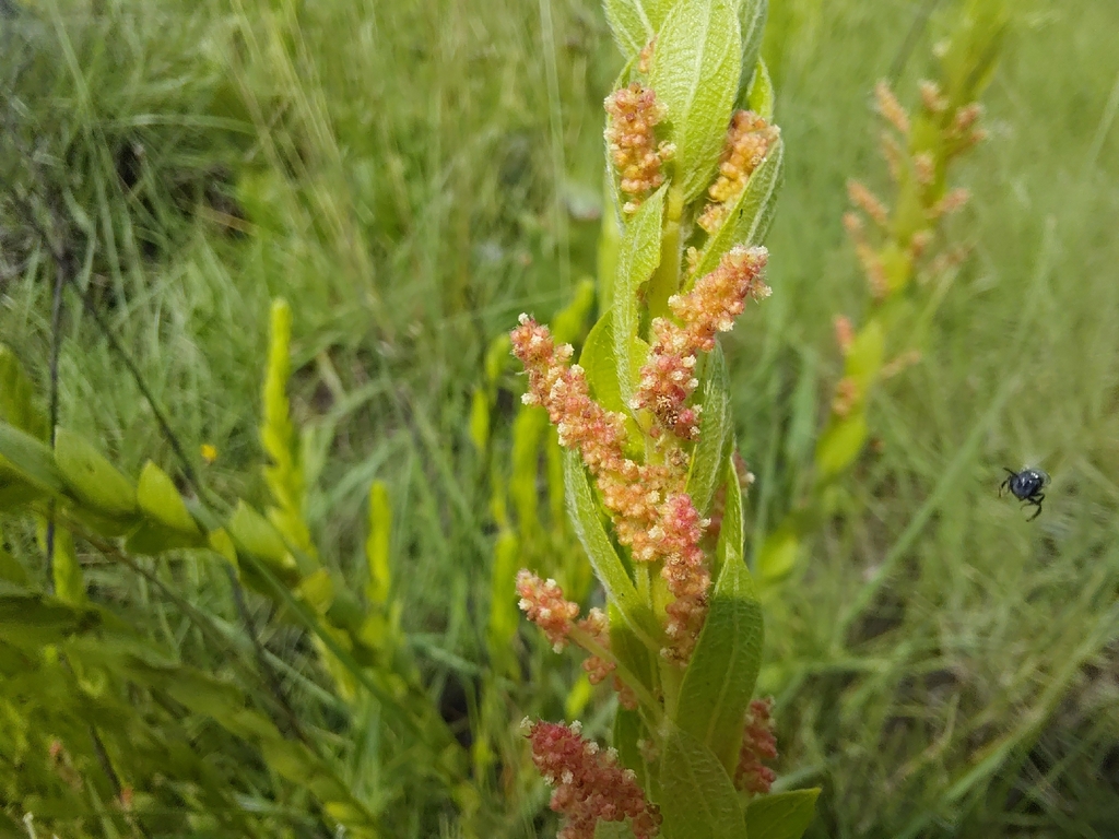 Acalypha clutioides Radcl.-Sm.