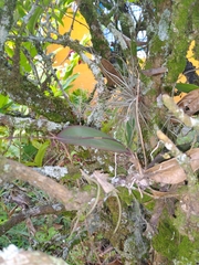 Comparettia