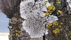 Physcia