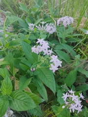 Pentas