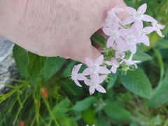 Pentas
