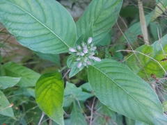 Pentas