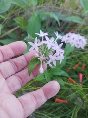 Pentas