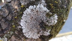 Physcia