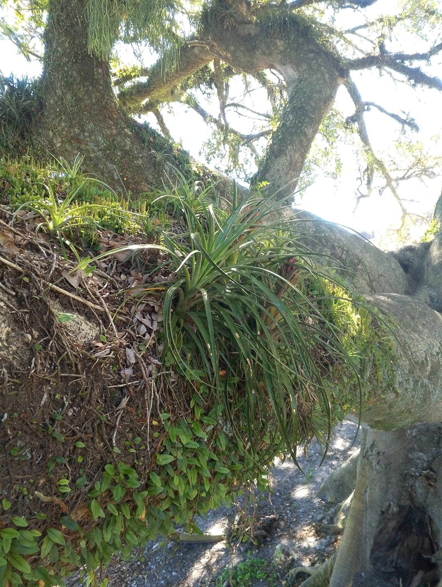 Aechmea recurvata