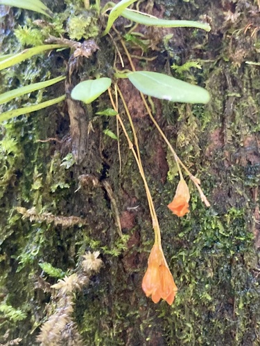 Specklinia lanceola