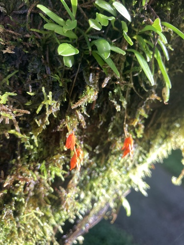 Specklinia lanceola, photograph 3