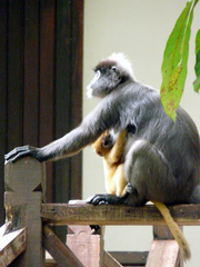 Trachypithecus obscurus styx
