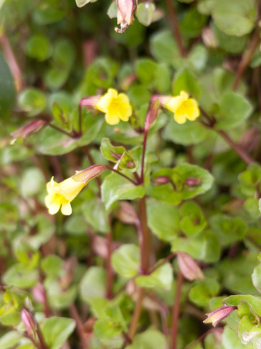 Erythranthe glabrata