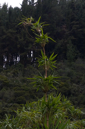 Chusquea scandens